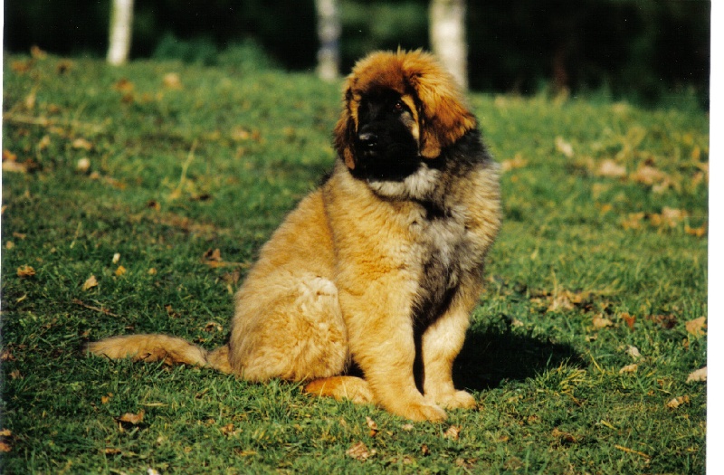 Molock ouranos du Bouc D'Or