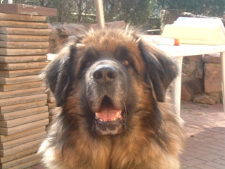 Lyrko magic du Bouc D'Or