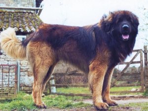 Maverick ouranos du Bouc D'Or