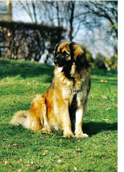 Iochane khedive du Bouc D'Or
