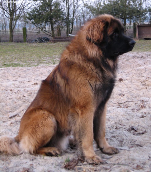 Vorget minot qadesh du Bouc D'Or