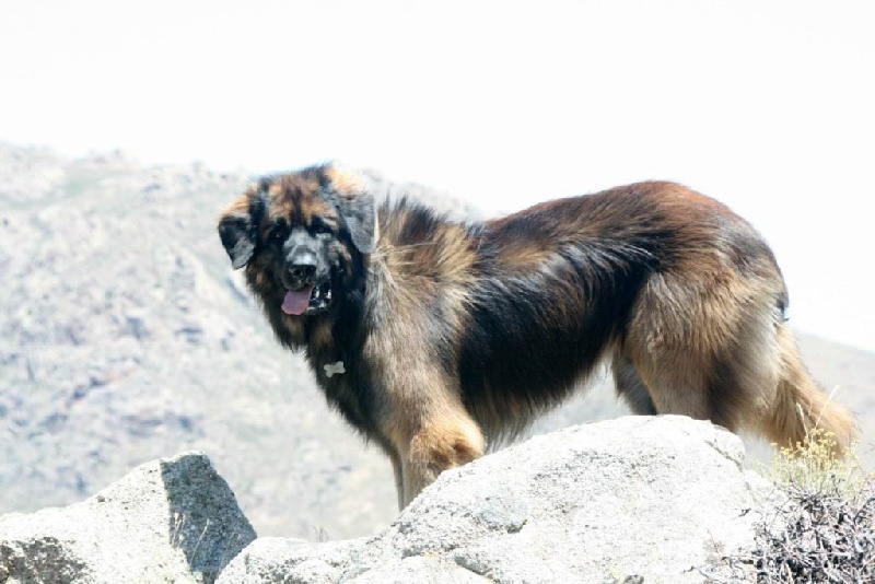 Vulcain qadesh du Bouc D'Or
