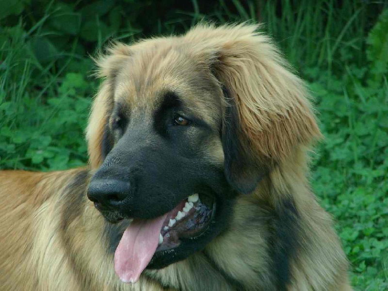 Bearly rooïbos du Bouc D'Or