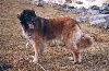 Liochane magic du Bouc D'Or