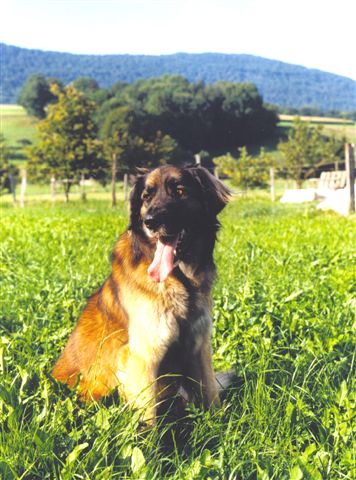 I'marouska khédive du Bouc D'Or