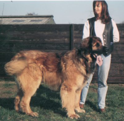Ibeau-chan khédive du Bouc D'Or