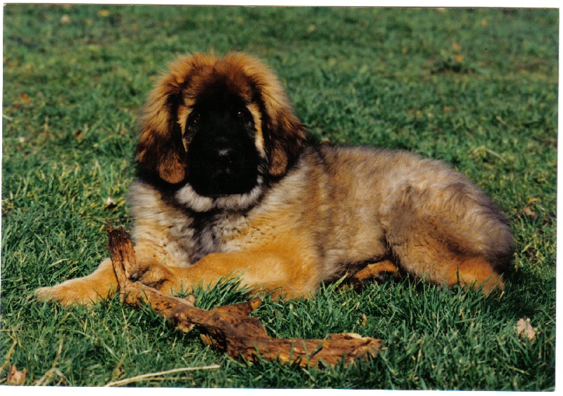 Molock ouranos du Bouc D'Or