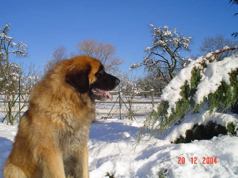 Olson padrequimm du Bouc D'Or