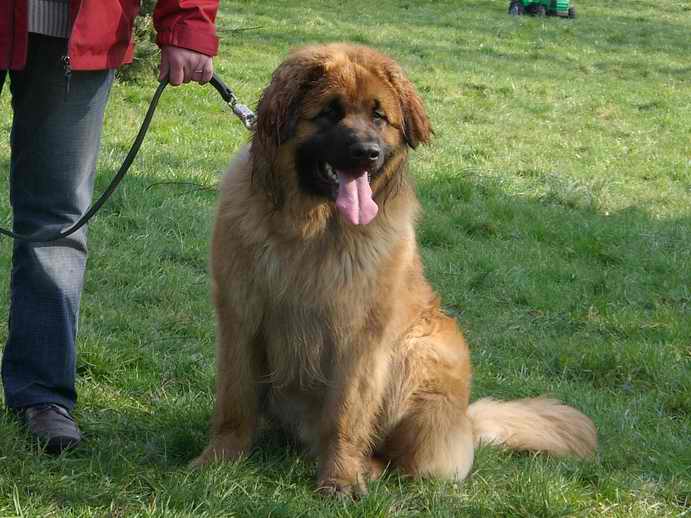 Boomer rooïbos du Bouc D'Or