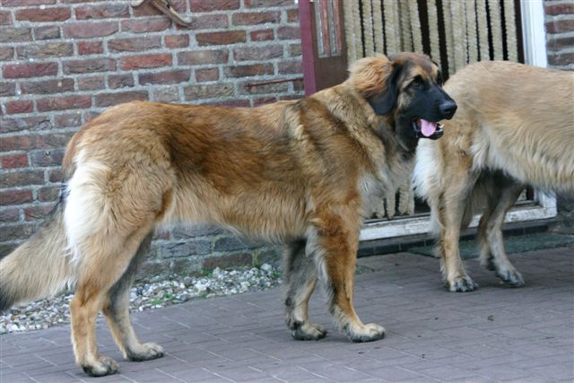 Bo-beau brechje rooïbos du Bouc D'Or