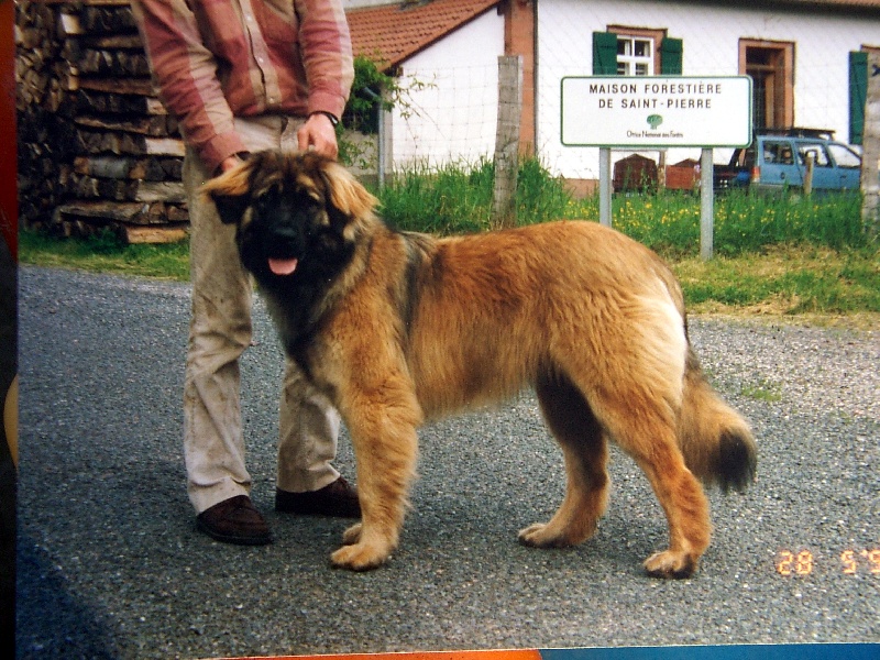 Image khedive du Bouc D'Or