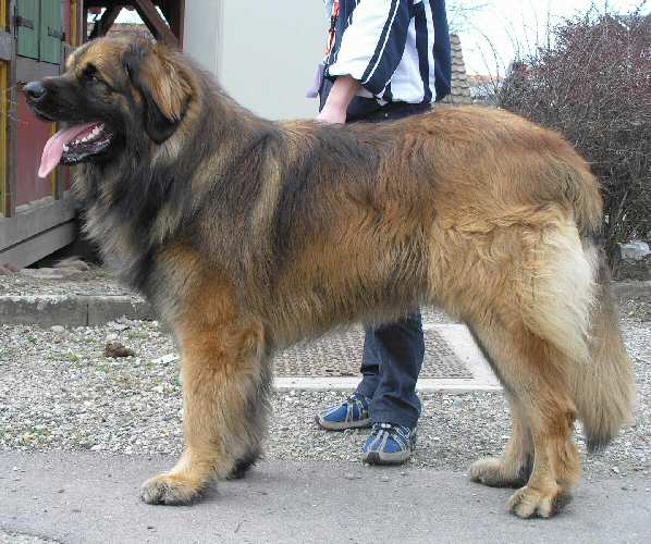 Végas qadesh du Bouc D'Or