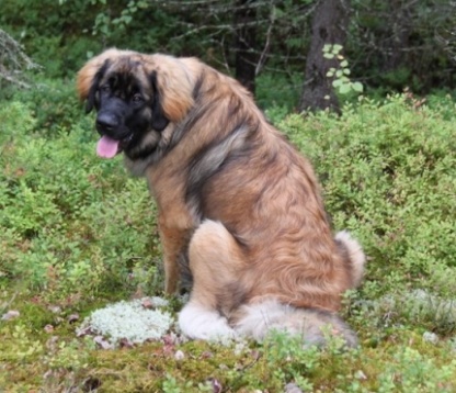 Donna diamanta du Bouc D'Or