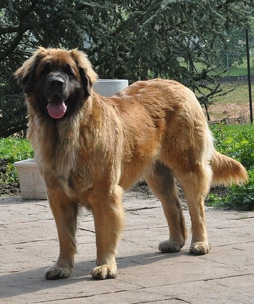 Buffy byzance du Mont de Gaïa