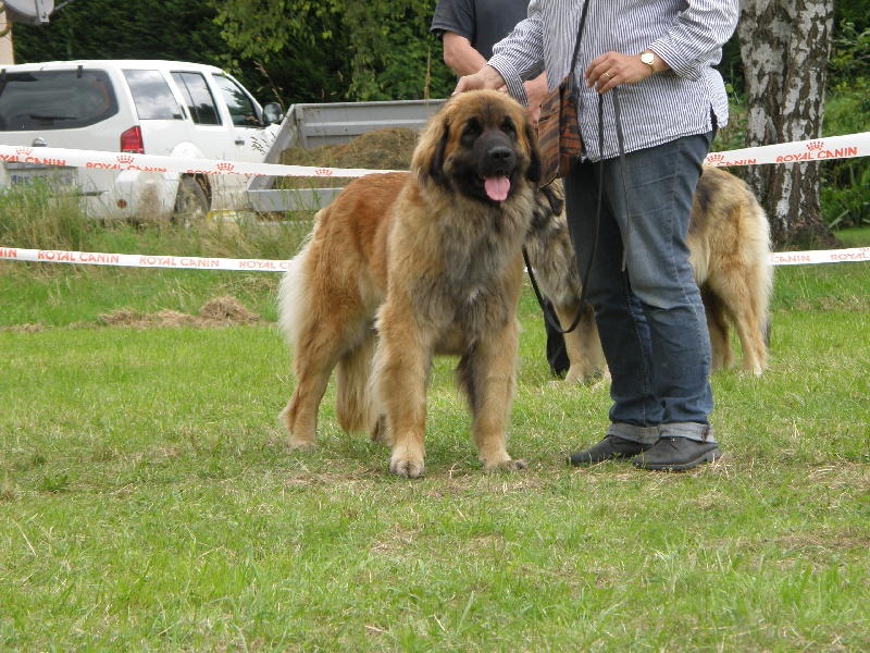 CH. Faena tadoussac du Bouc D'Or