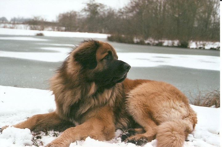 Falko tadoussac du Bouc D'Or