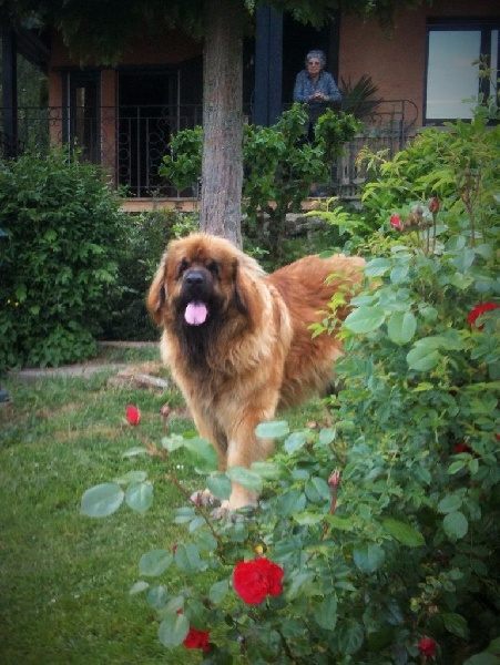 Filibert tadoussac du Bouc D'Or