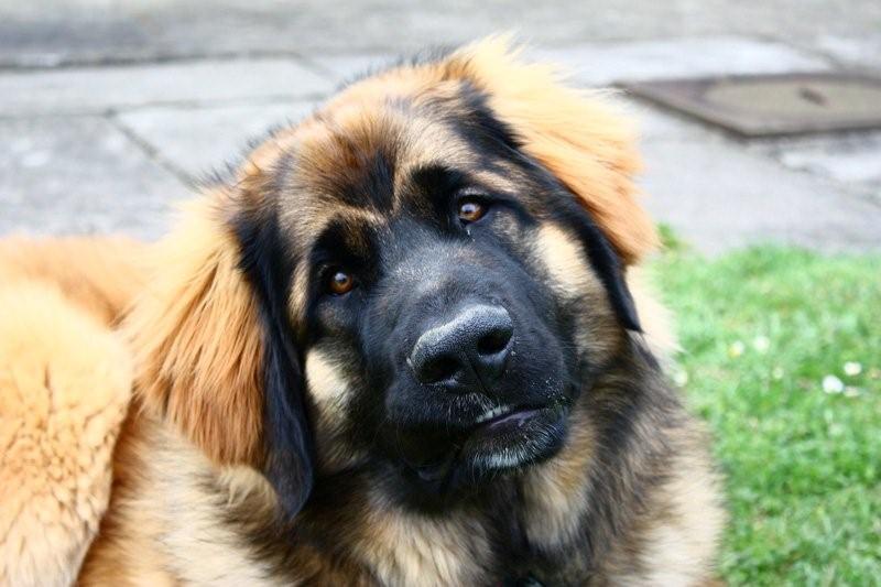 Les chiots de la portée Stone dans leur famille