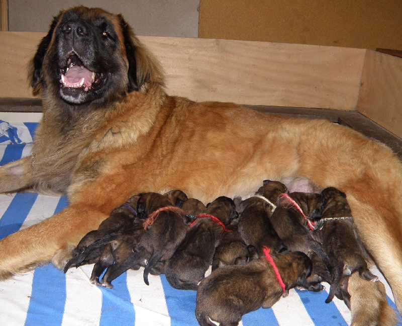 du Bouc D'Or - Leonberger - Portée née le 09/10/2010