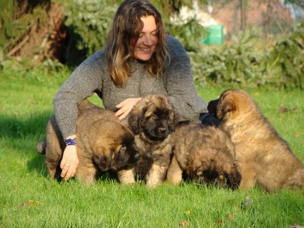 du Bouc D'Or - Leonberger - Portée née le 08/09/2008
